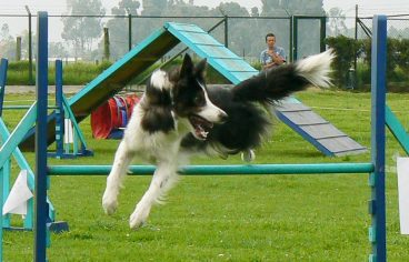 Consejos para iniciarse en agility canino