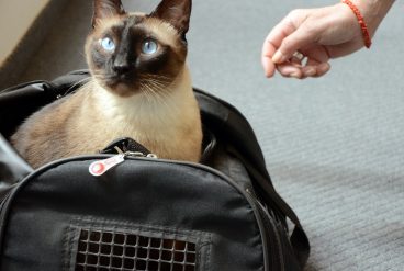 Consejos para viajar con gatos