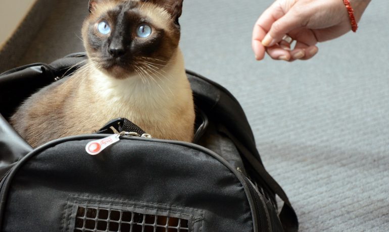Consejos para viajar con gatos