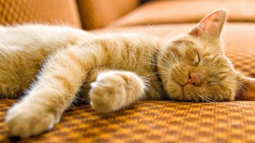 Cuántas horas duermen los gatos