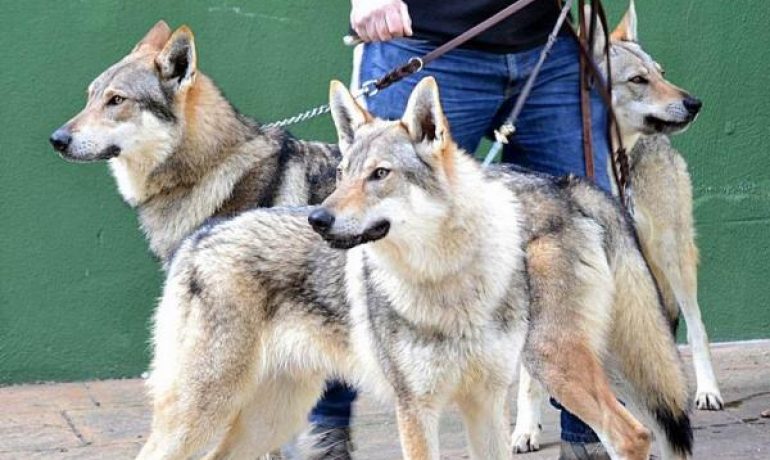 Cómo adiestrar a un perro lobo checoslovaco