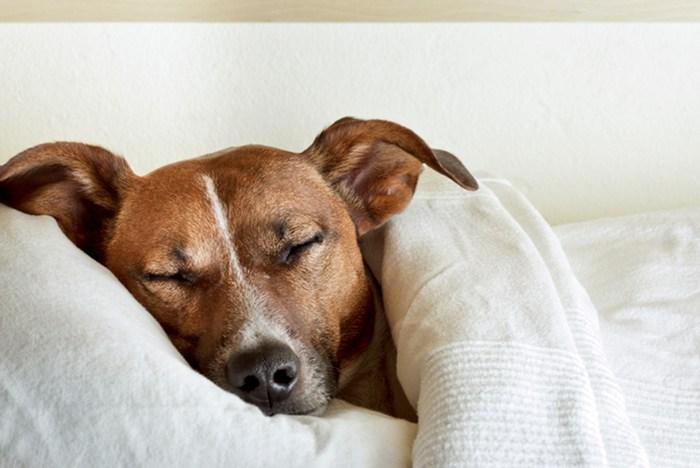 Cómo afecta la época del año al sueño de los perros