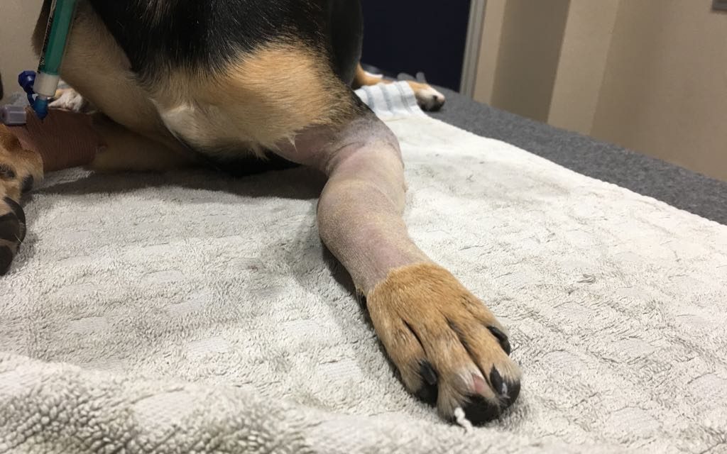 Cómo se tratan las fracturas en perros