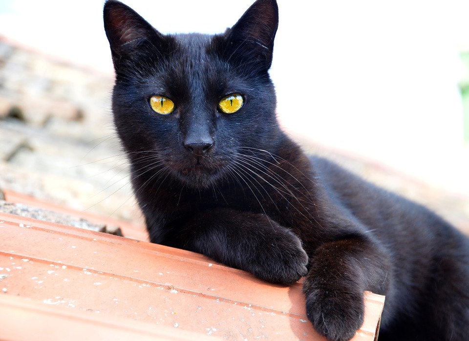 Datos curiosos sobre los gatos negros