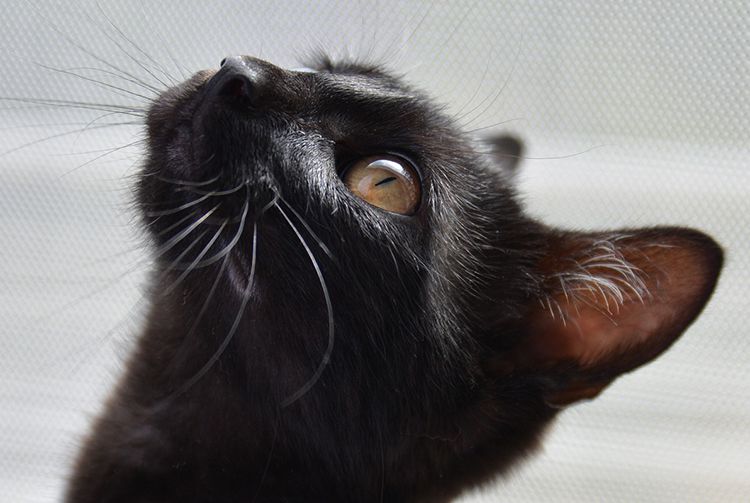 Datos curiosos sobre los gatos negros