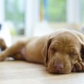 Descubre cuántas horas duermen los perros