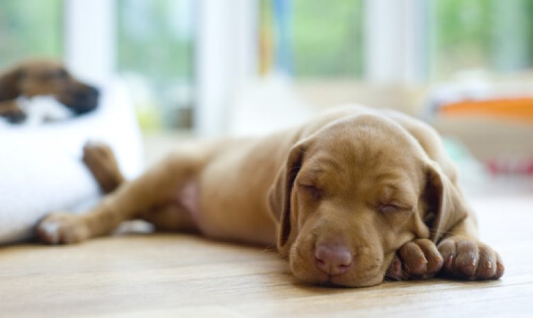 Descubre cuántas horas duermen los perros