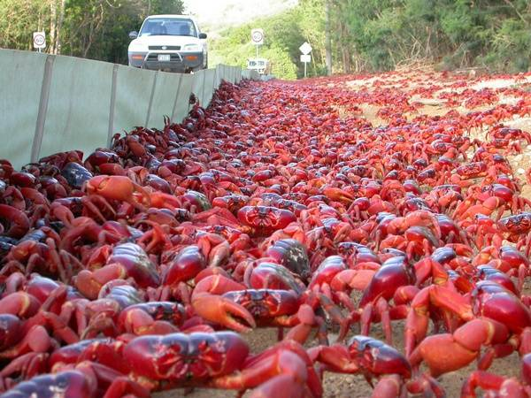 Descubre la migración del cangrejo rojo de la isla de Navidad