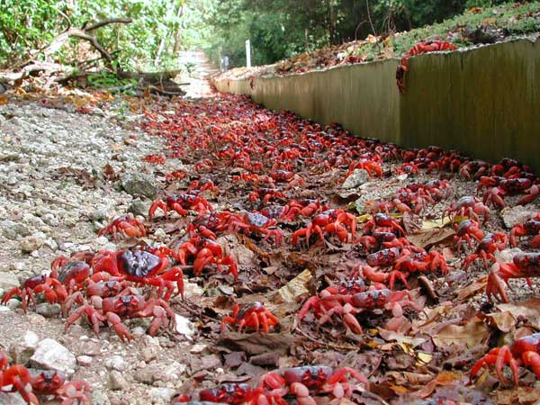 Descubre la migración del cangrejo rojo de la isla de Navidad