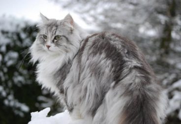 Descubre la raza de gato bosque de Noruega