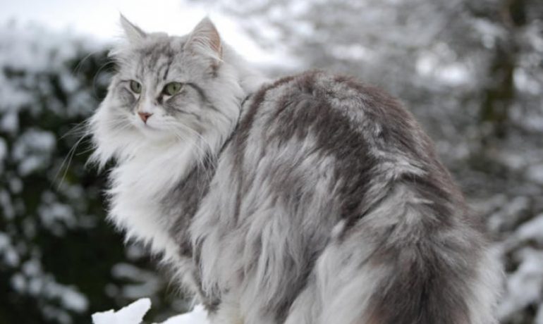 Descubre la raza de gato bosque de Noruega