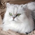 Descubre la raza de gato persa chinchilla