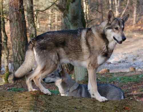 El adiestramiento del perro lobo checoslovaco