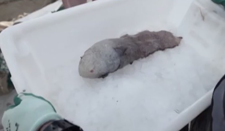 Encuentran un pez sin cabeza durante una expedición