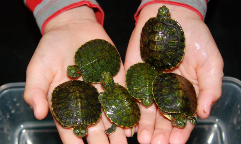 Especies de tortugas de agua dulce