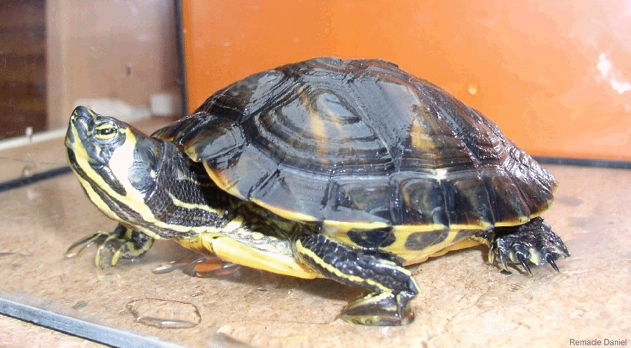 Especies de tortugas de agua dulce que puedes adoptar