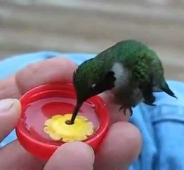 Este verano pon agua en tu ventana para que los pájaros se hidraten