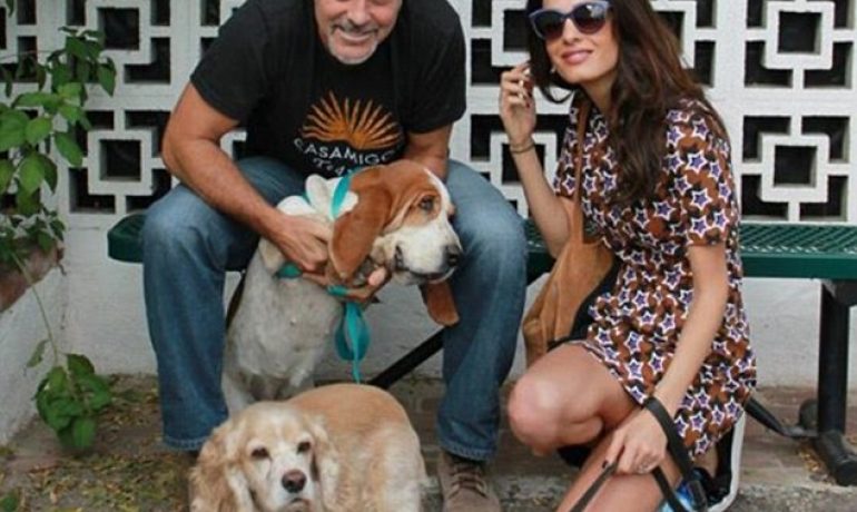 George Clooney dona 10.000 dólares a una organización para salvar animales
