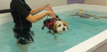 Hidroterapia para perros
