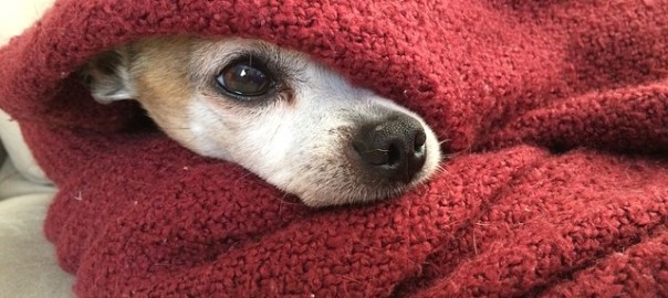 cerrar Odio caja TODO sobre la Hipotermia en Perros: Causas, Síntomas y Tratamiento