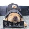 La policía recluta a seis nuevos cachorros