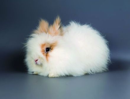 Las 12 razas de conejos enanos más encantadores