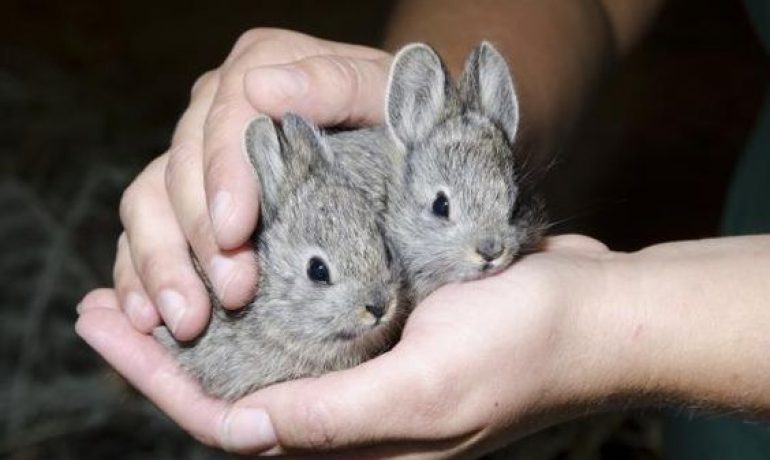 Las 12 razas de conejos enanos más encantadores