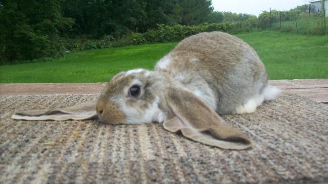 Las razas de conejos más populares y bonitas del mundo