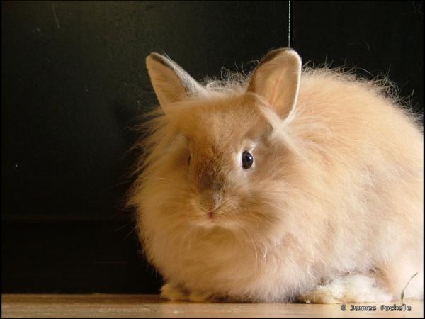 Las razas de conejos más populares y bonitas del mundo