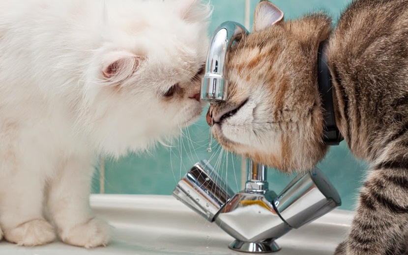 Los gatos no beben agua estancada