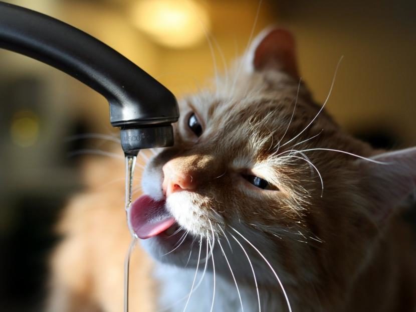 Los gatos no necesitan beber tanta agua