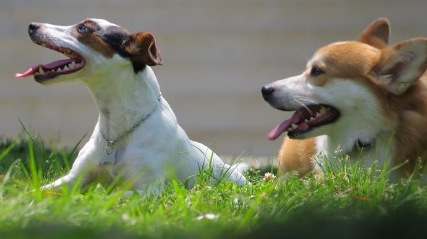 Mitos sobre la esterilización y castración de los perros