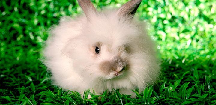 Por qué adoptar un conejo