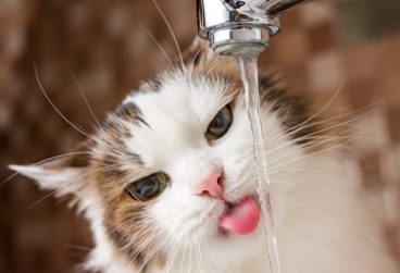 Por qué los gatos no necesitan beber tanta agua