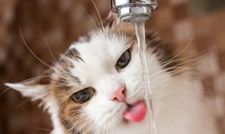 Por qué los gatos no necesitan beber tanta agua