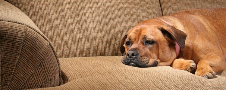 Qué es el estrés en los perros y cómo identificarlo