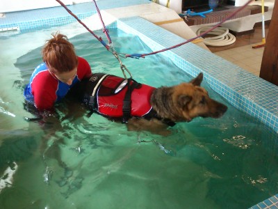 Qué es la hidroterapia para perros
