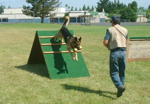 Recorridos y obstáculos en el agility canino