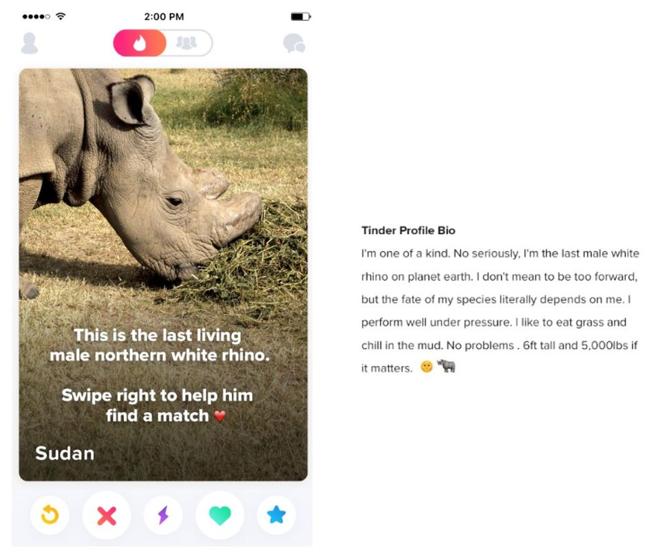 Sudán el rinoceronte blanco que busca pareja en Tinder