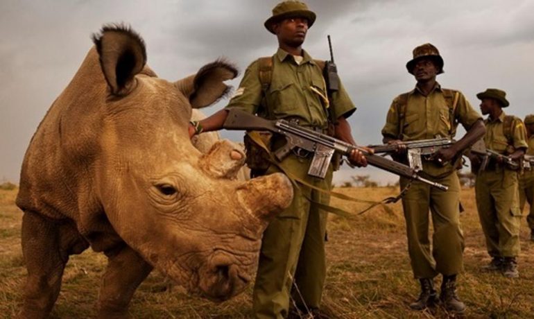 Sudán el rinoceronte blanco que busca pareja en Tinder