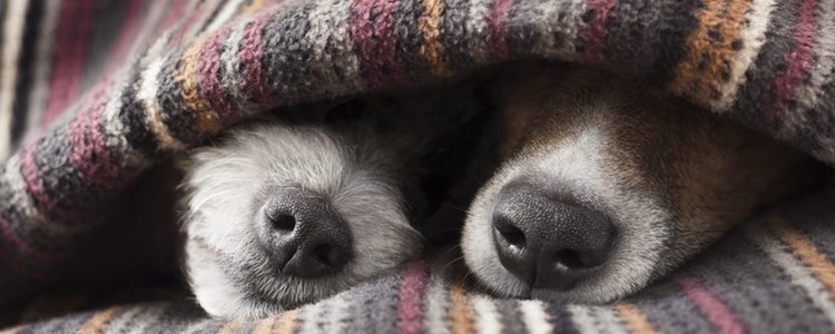 Síntomas de la hipotermia en perros