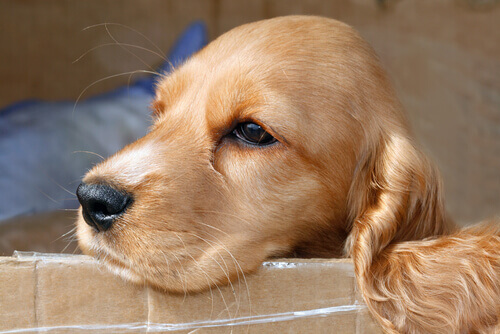 Síntomas de la leptospirosis en perros