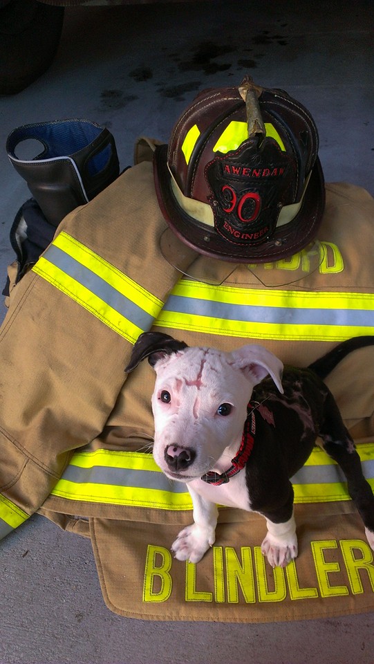 Un bombero consiguió salvar a un cachorrito de un incendio