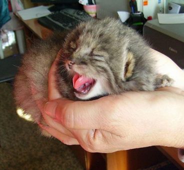 Un granjero encontró unos gatitos abandonados