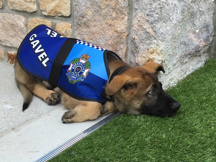 Un perro policía fue despedido por ser demasiado cariñoso
