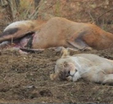 Una leona caza a una cierva preñada y parece arrepentirse