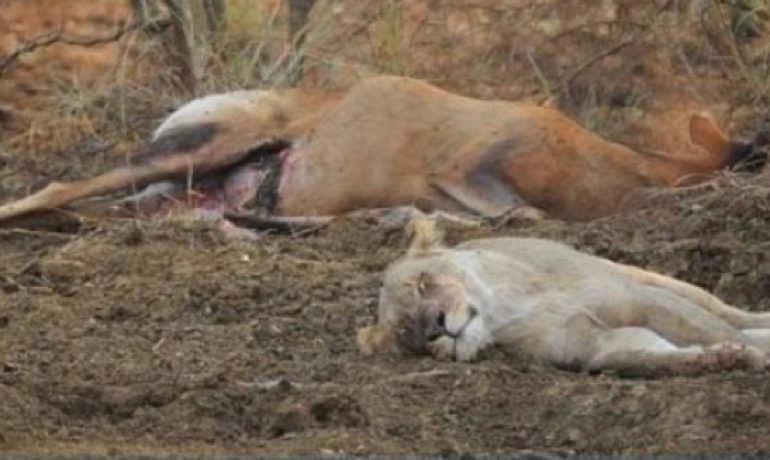 Una leona caza a una cierva preñada y parece arrepentirse