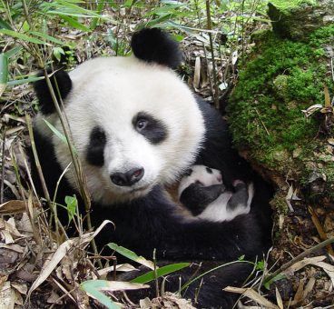 los pandas ya no están en peligro de extinción
