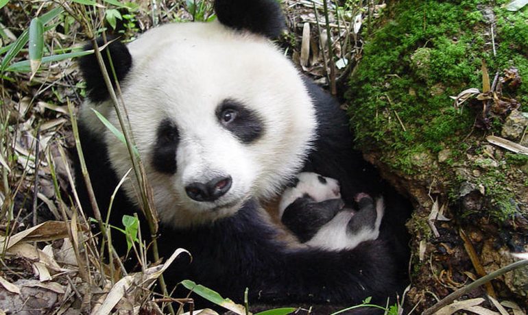 los pandas ya no están en peligro de extinción