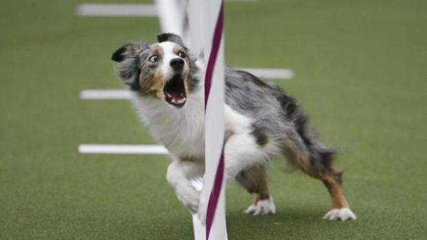 10 Consejos clave para practicar agility canino